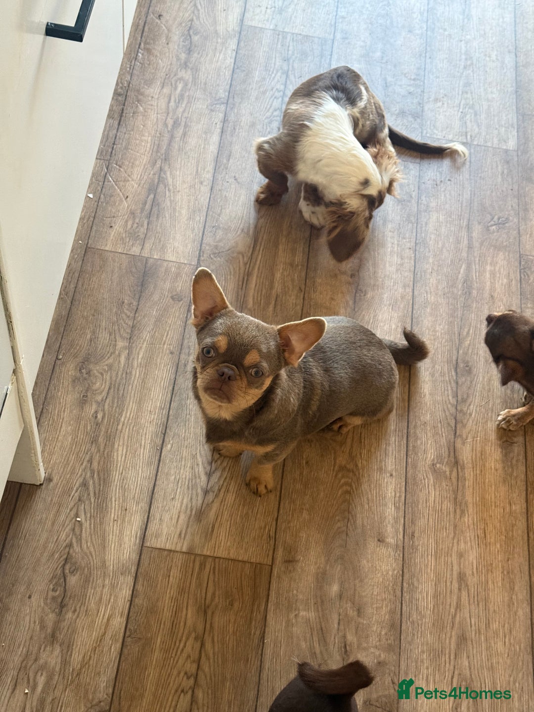 Chihuahua dogs for sale: Beautiful Chihuahua 9 months with passport - Image 1