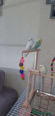 Budgerigars birds in Telford - Advert 15