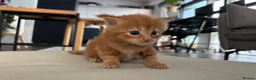 Maine Coon cats for sale: 3 maine coon girls ready in 3 weeks!!!🖤🧡🤍 in Birkenhead - Advert 12