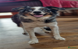 Border Collie dogs for sale: To be rehomed - Merle Border Collie  - Image 1