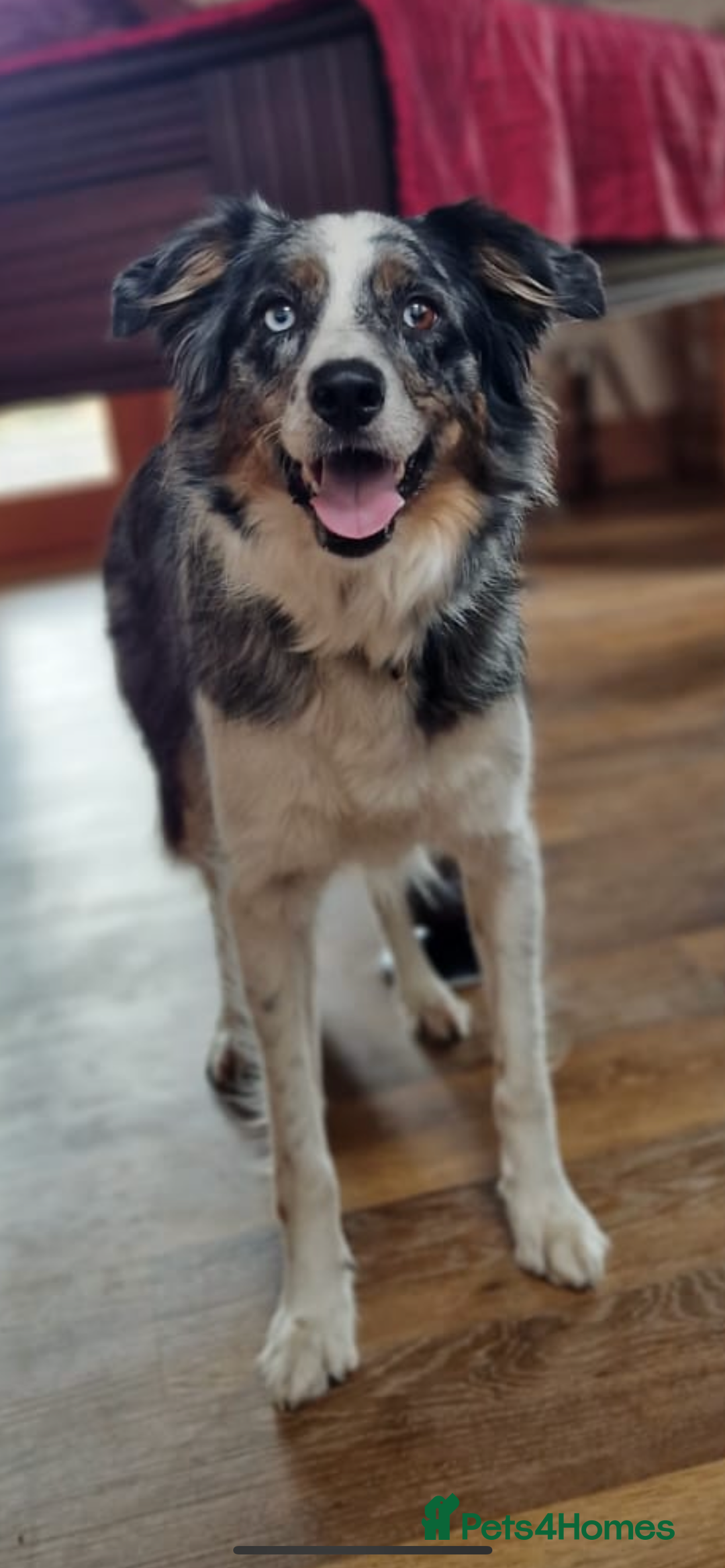 Border Collie dogs for sale: To be rehomed - Merle Border Collie  - Image 1