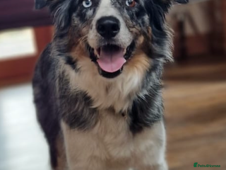 Border Collie dogs - Advert 1