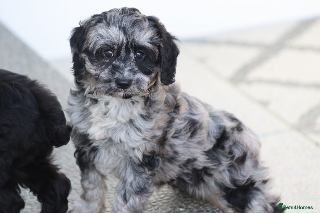 Cavapoo dogs for sale: Beautiful Cavapoochons for sale  - Image 36