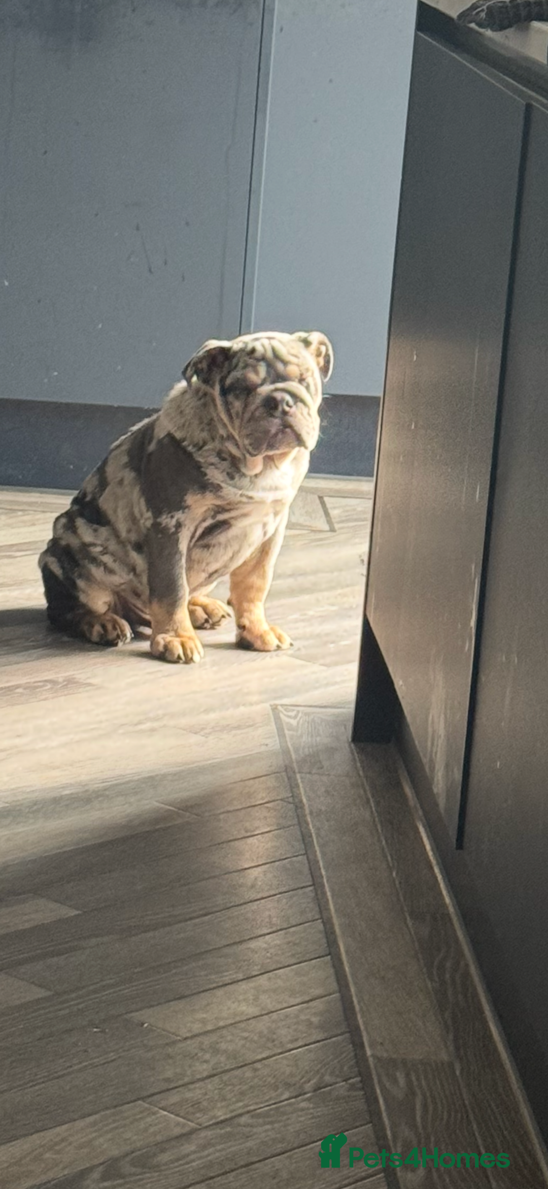 English Bulldog dogs for sale: Grey Merle male english bulldog puppy - Image 30