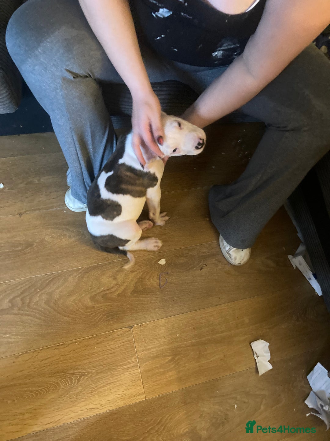American Bulldog dogs for sale: american bulldog puppies - Image 3