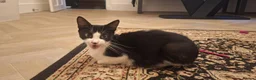 Mixed Breed cats for sale:  **  and 5 kittens in Bury - Advert 3