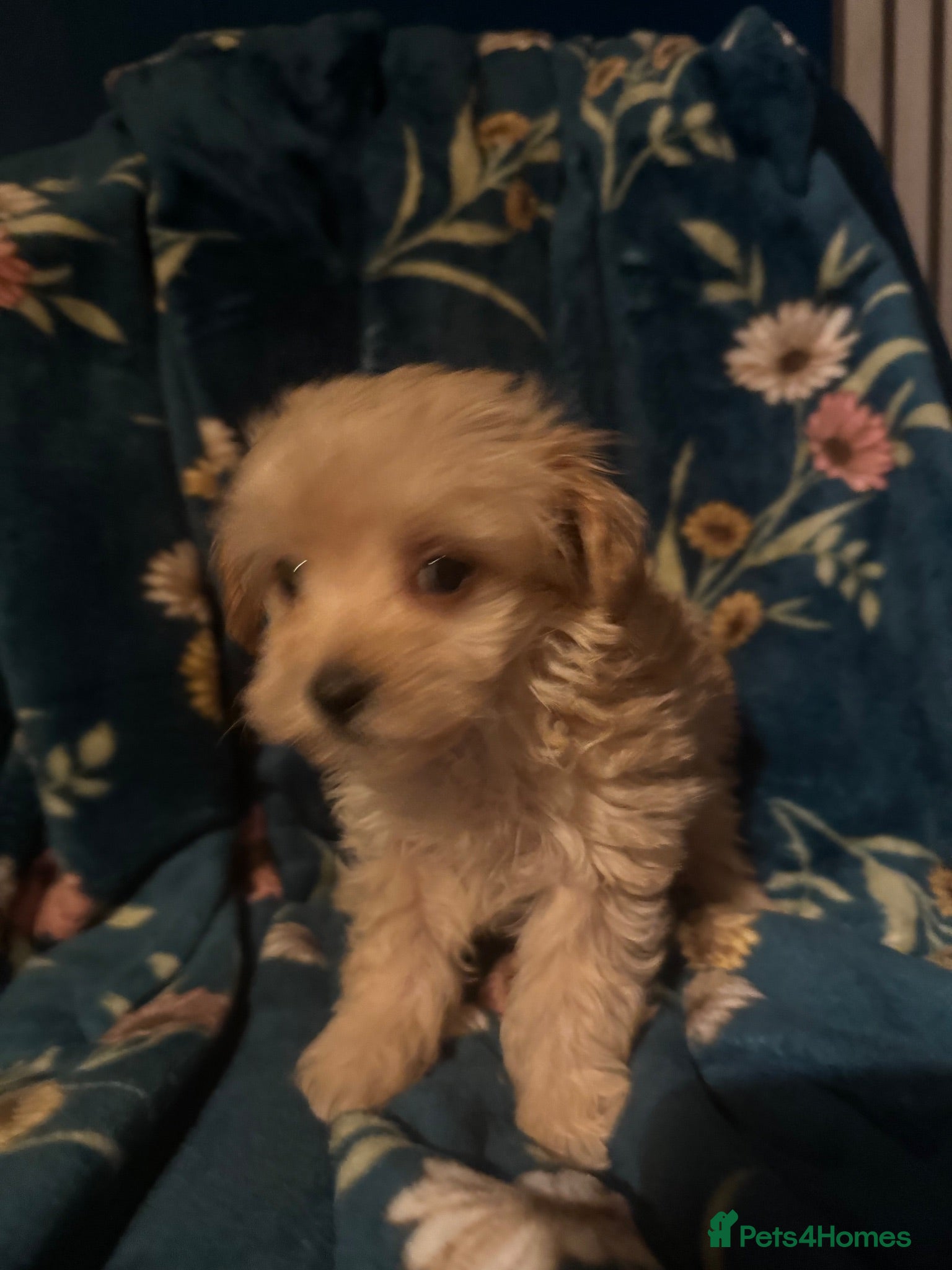 Maltipoo dogs Teddy bear maltipoo puppies  - Advert 2