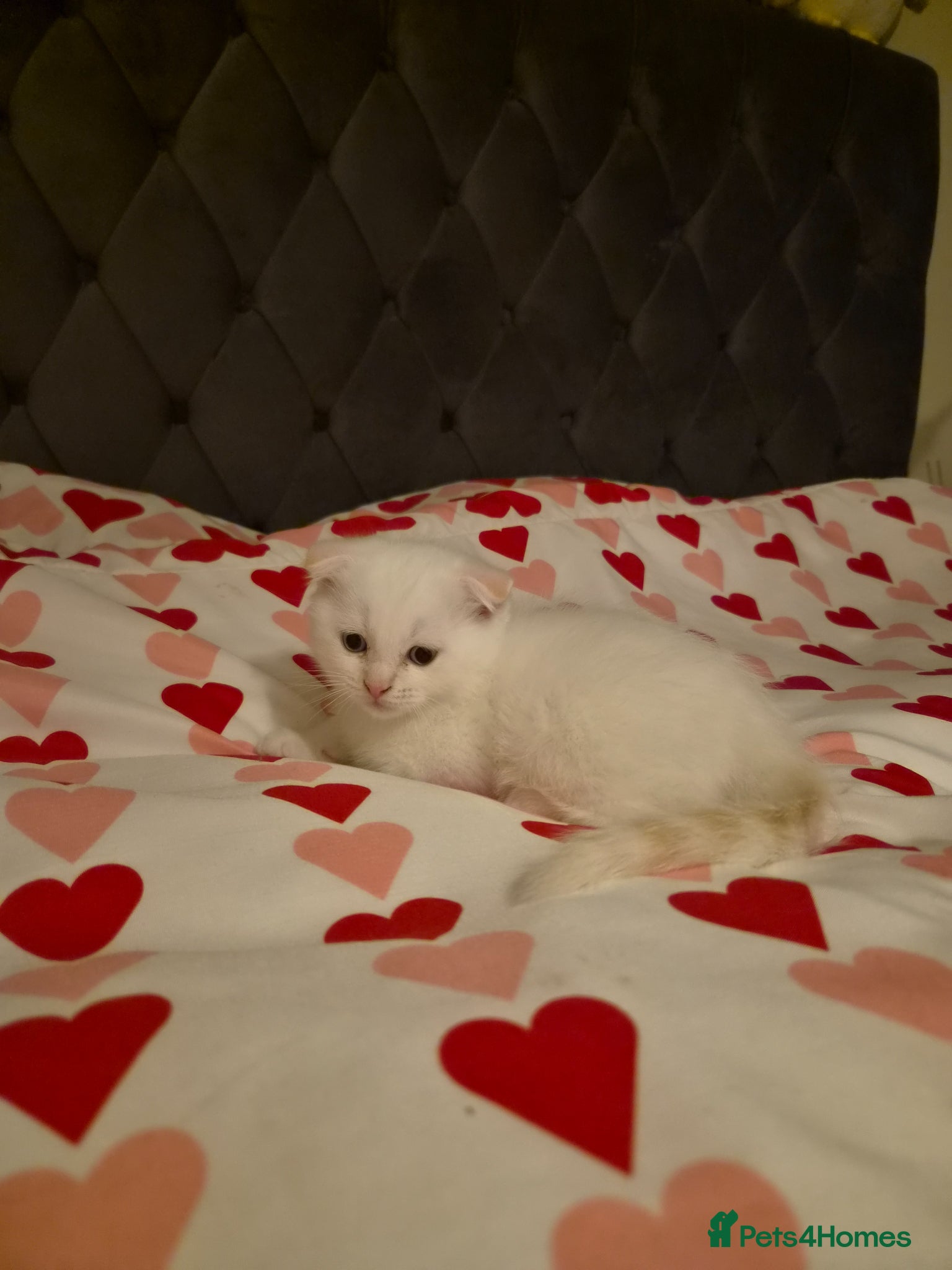 Scottish Fold cats Adorable scottish fold and straight kittens - Advert 5