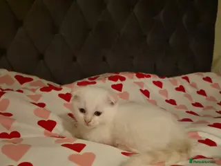 Scottish Fold cats Adorable scottish fold and straight kittens - Advert 9