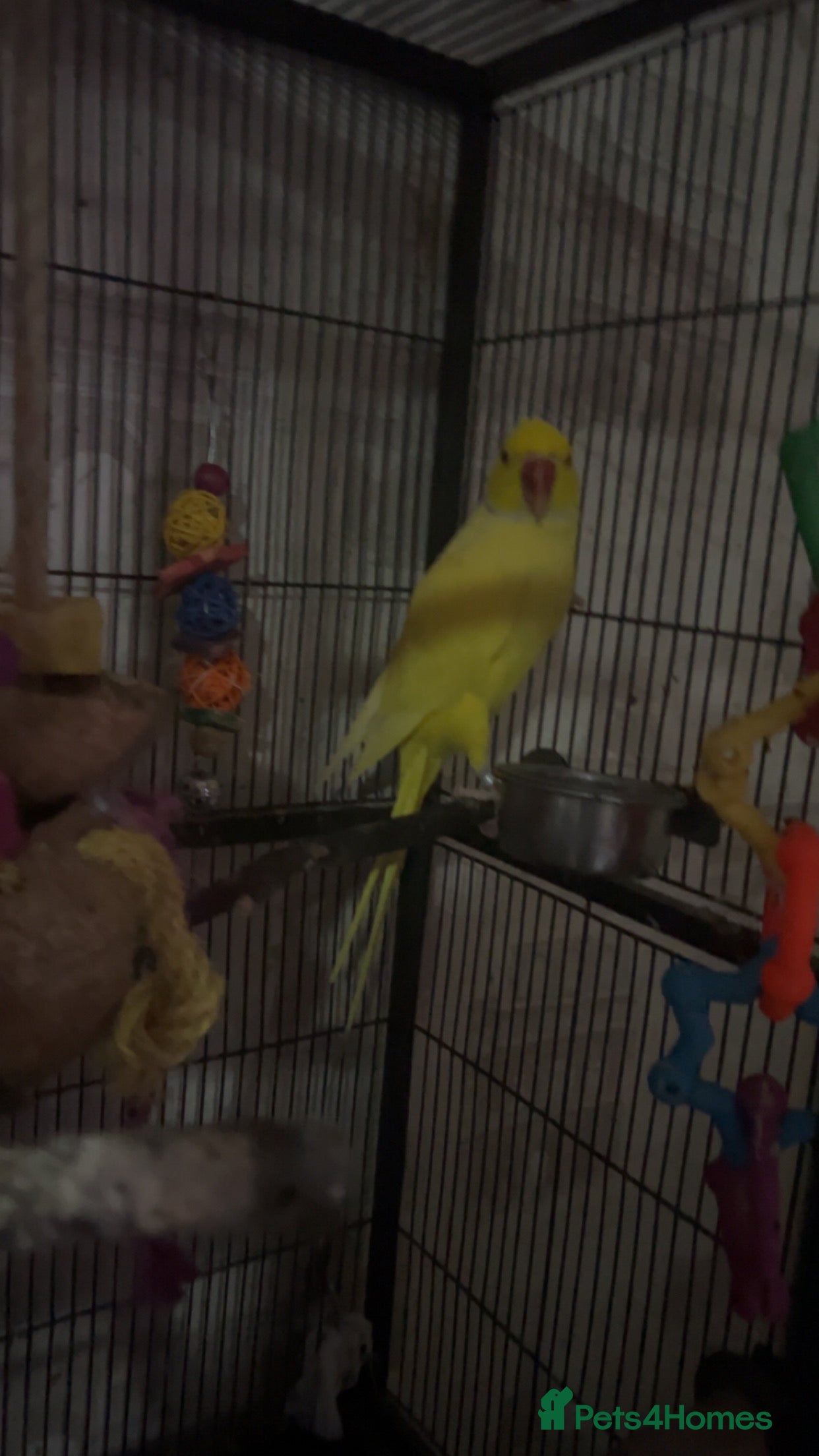 Ringnecks birds Yellow Indian ringneck - Advert 5