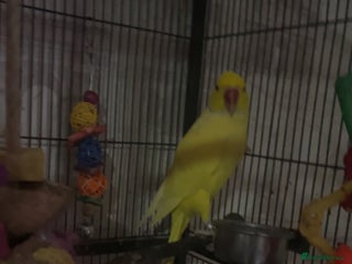 Ringnecks birds Yellow Indian ringneck - Advert 5