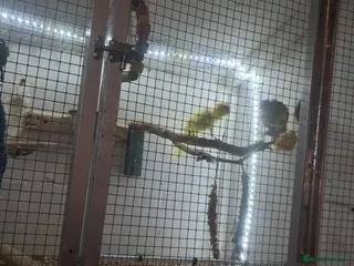 Parakeets birds Young kakariki - Advert 17