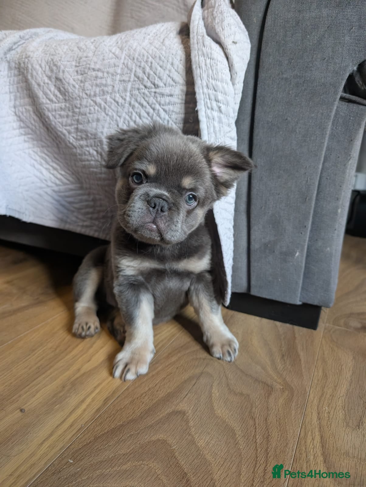 French Bulldog dogs Frenchie puppies  - Advert 19