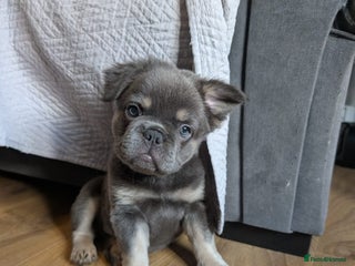 French Bulldog dogs Frenchie puppies - Advert 17