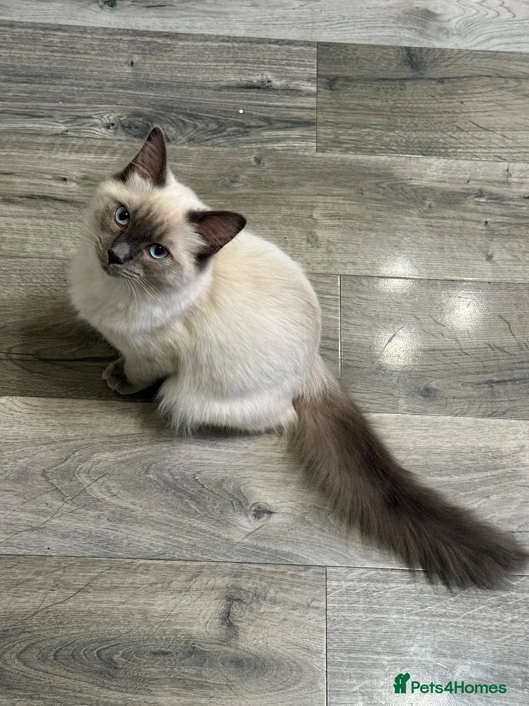 Ragdoll cats for sale: Sweet & Beautiful Blue-Eyed Ragdoll - Advert 1