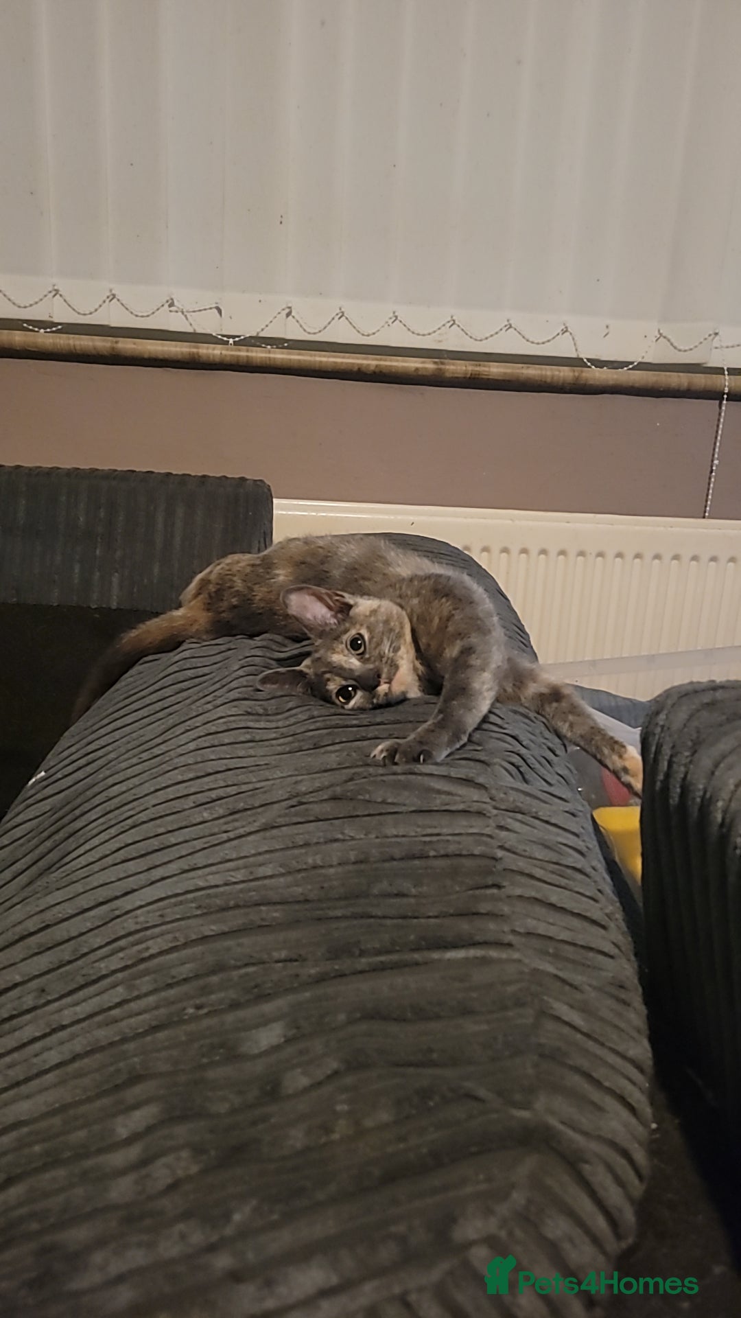 Mixed Breed cats for sale: Dilute tortoiseshell  - Advert 2