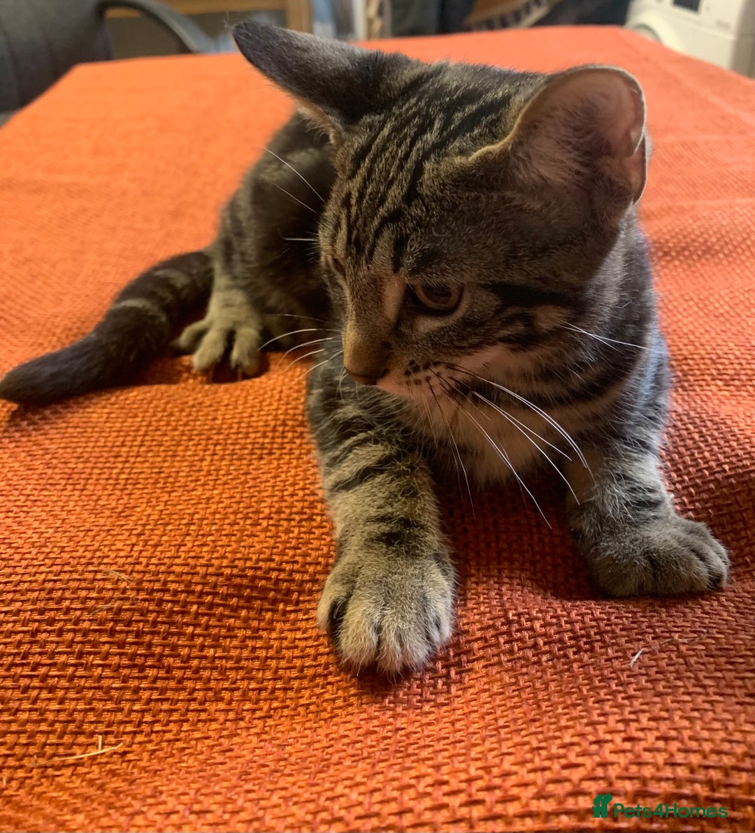 Domestic Shorthair cats for sale: 2xBEAUTIFUL KITTENS AVAILABLE NOW😸 - Image 6