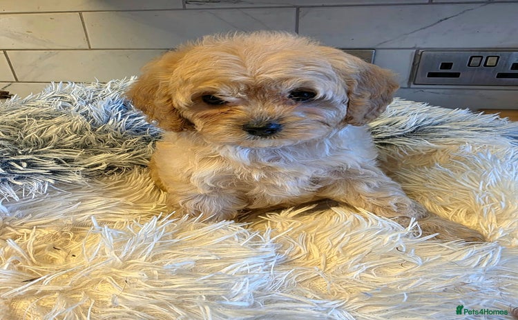 Cavapoo dogs - Advert 3