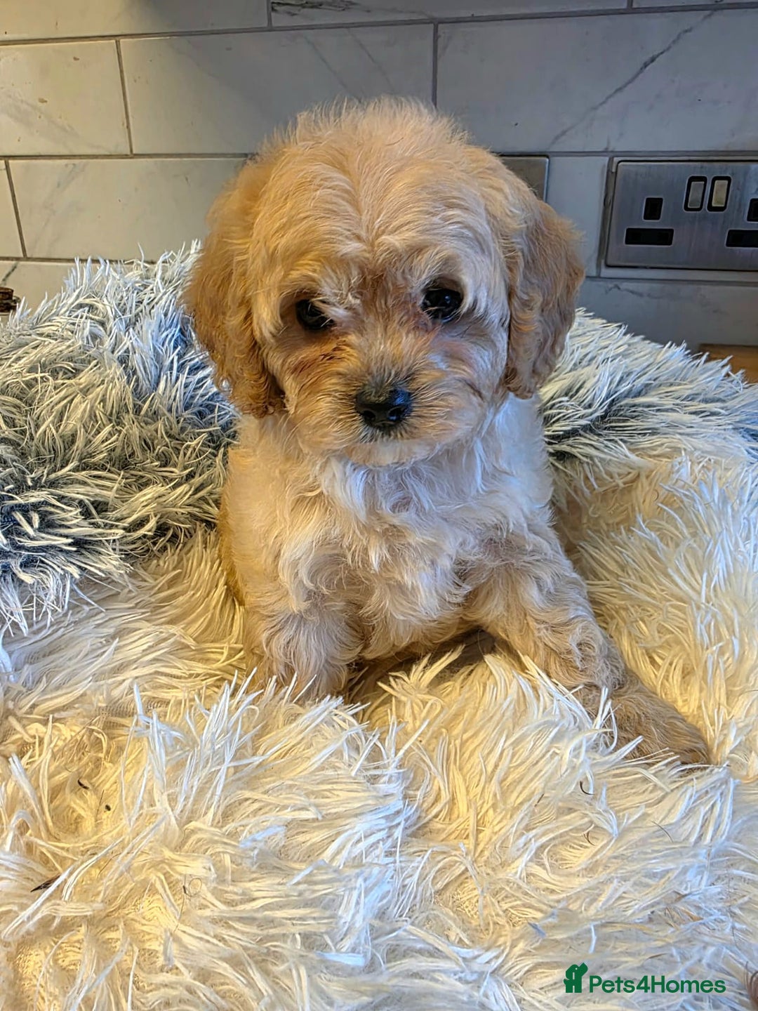Poodle Puppies for sale in Preston, Lancashire Pets4Homes