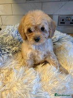 Cavapoo dogs - Advert 5