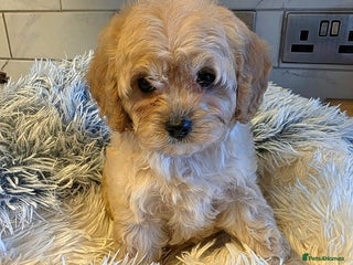 Cavapoo dogs - Advert 1