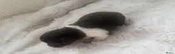 Chiweenie dogs for sale: Miniature dachshund cross Chihuahua Chiweenies in Corby - Advert 6