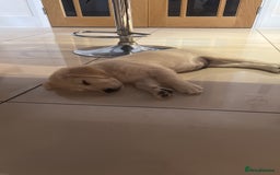 Golden Retriever dogs for sale: Quality Golden Retriever Puppy - Image 5