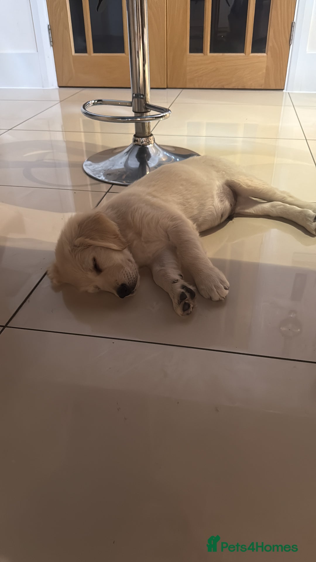 Golden Retriever dogs for sale: Quality Golden Retriever Puppy - Image 5