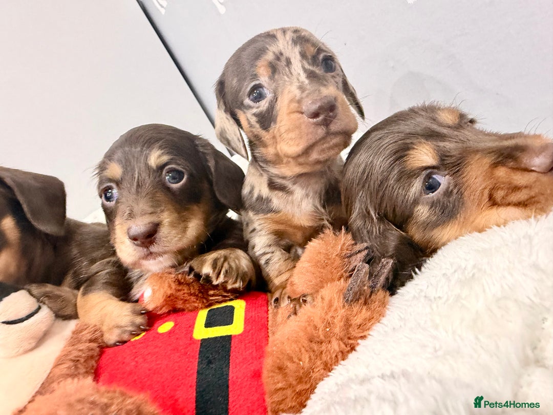 Miniature Dachshund dogs for sale: Absolutely stunning KC mini  girls🩷🩷🌟  - Advert 4