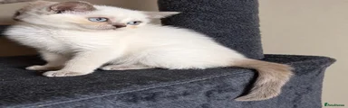 British Shorthair lilac tortie colourpoint female