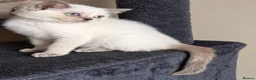 British Shorthair cats for sale: British shorthair kittens ready to leave soon  - Advert 6