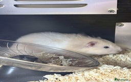 Guinea Pig rodents for sale: Guinea Pigs and other rodents available - Image 2