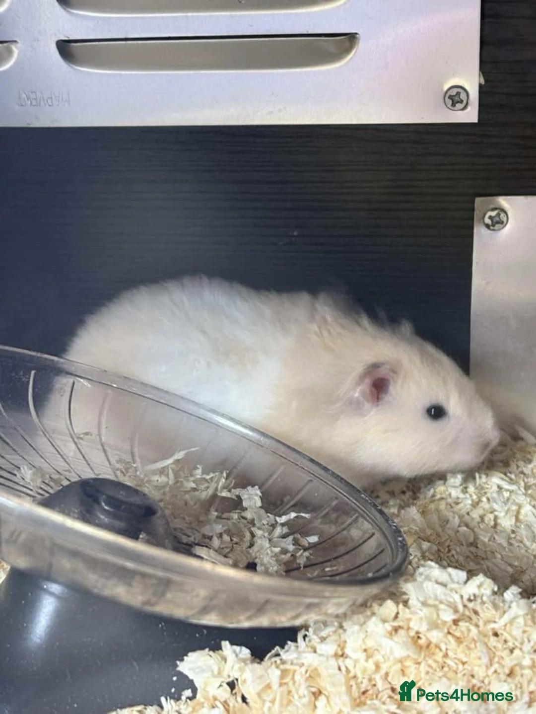 Guinea Pig rodents for sale: Guinea Pigs and other rodents available - Advert 4