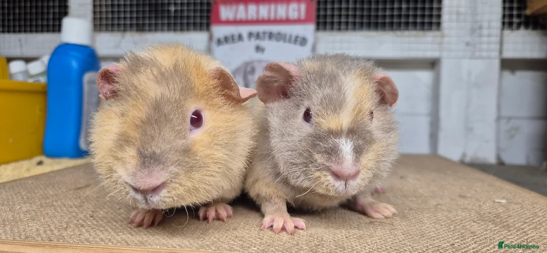 Guinea Pig rodents for sale: Baby teddy guinea pigs - Advert 2