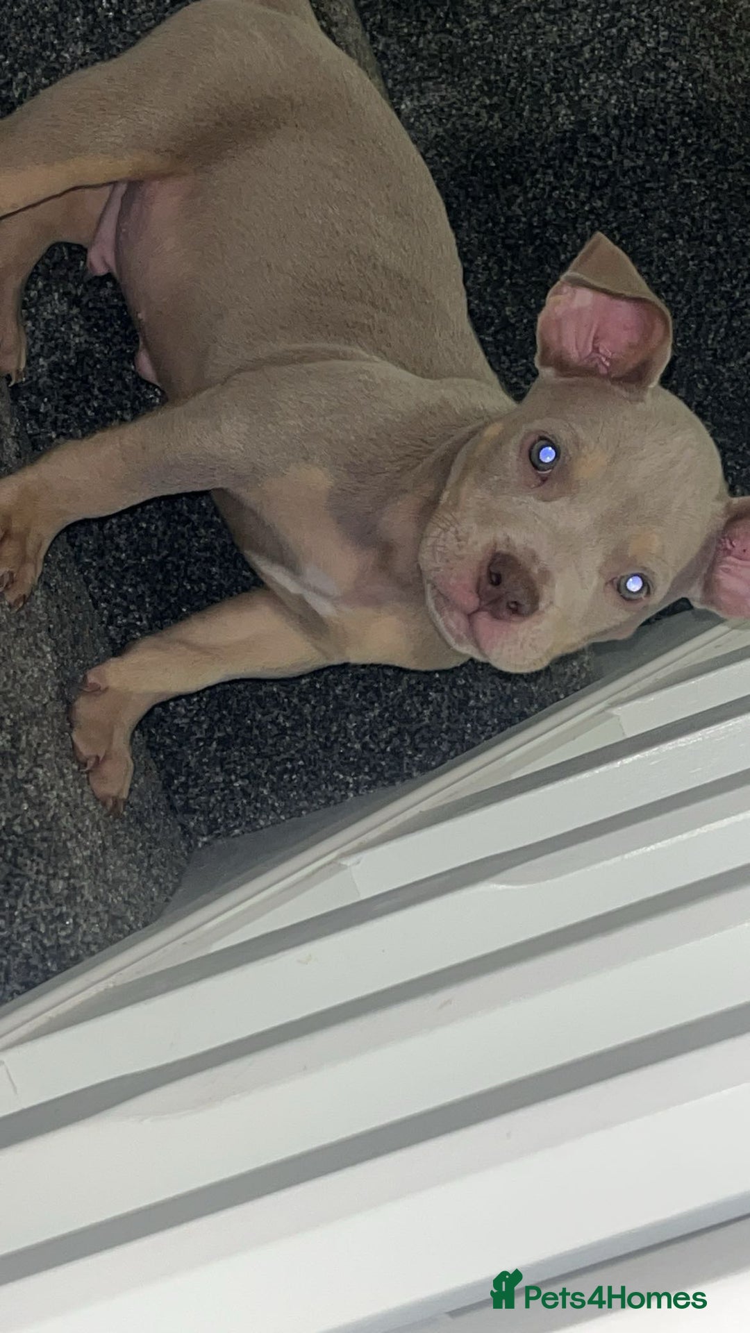 American Bully dogs for sale: 🦍🩸cowboy🤠- micro bully’s for sale  - Image 10