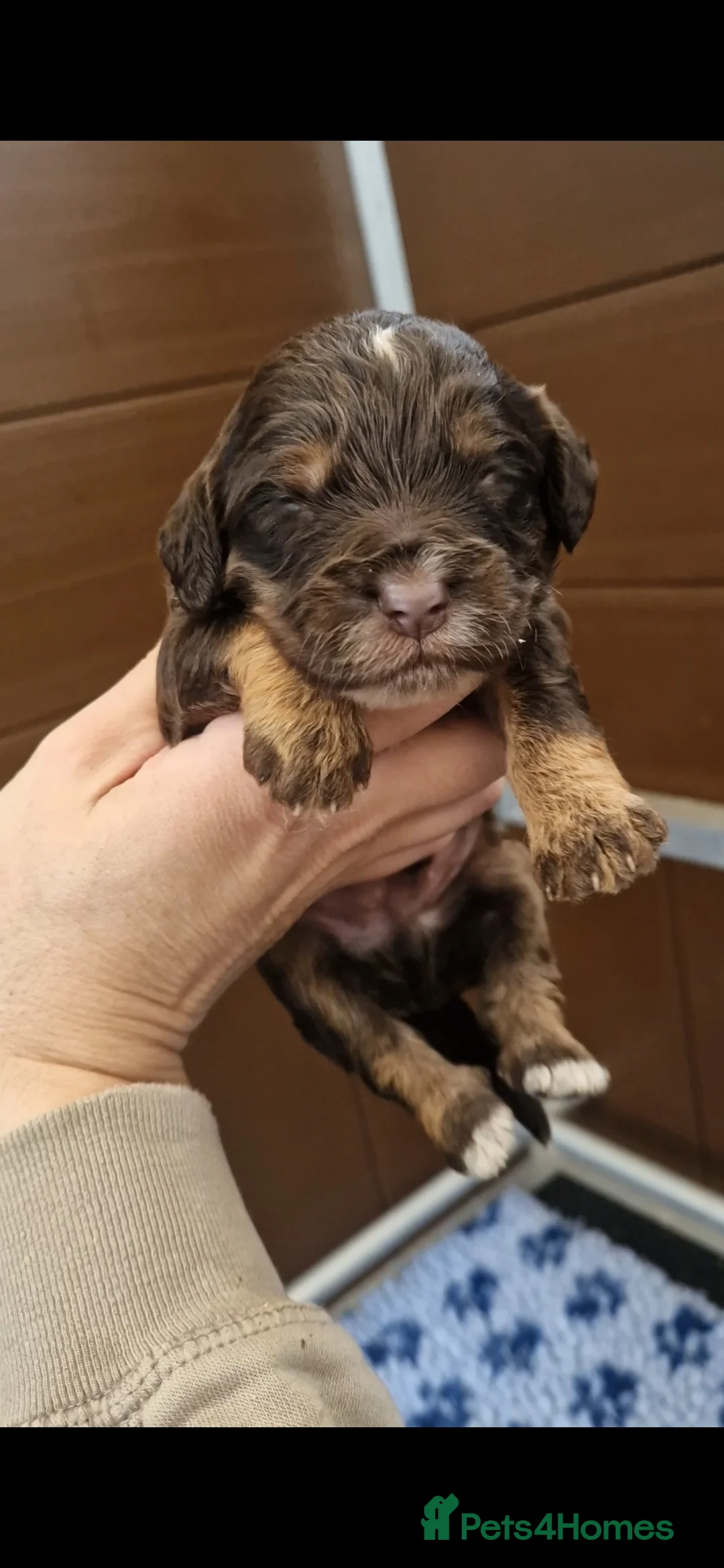 Cockapoo dogs for sale: 💥RARE COLOUR H/TESTED TOY F1 COCKAPOOS FOR SALE💥 - Advert 16