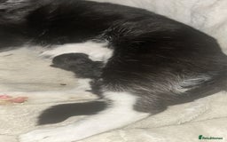 Mixed Breed cats for sale: 2 females 1 male  - Image 8