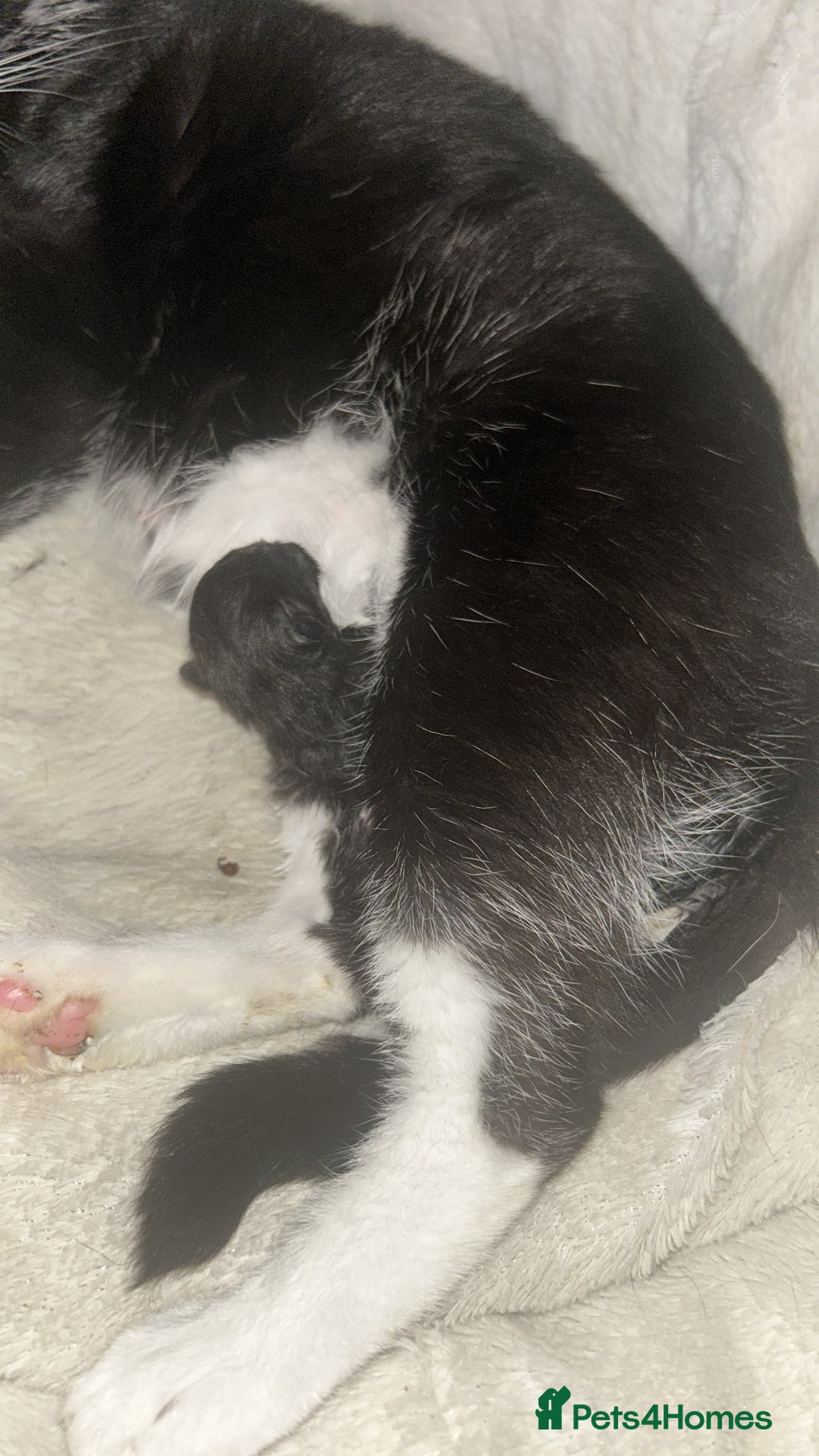 Mixed Breed cats for sale: 2 females 1 male  - Image 8