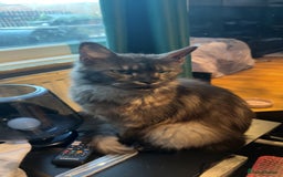 Maine Coon cats for sale: Female Mainecoon 2 years old  - Image 1