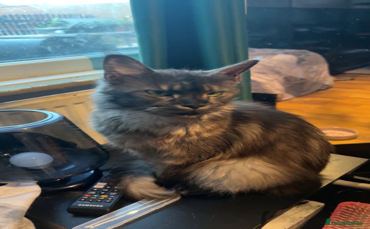 Maine Coon cats - Advert 5