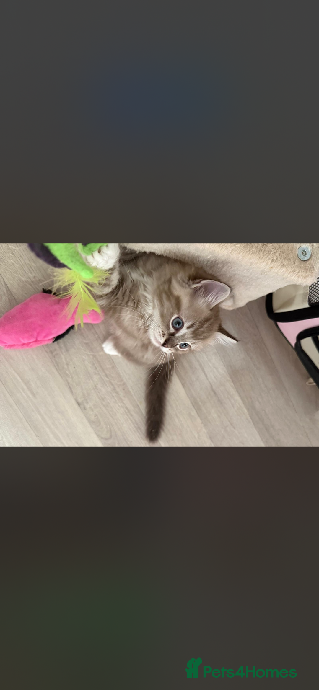 Ragdoll cats for sale: Seal Lynx Mink ragdoll  - Advert 1