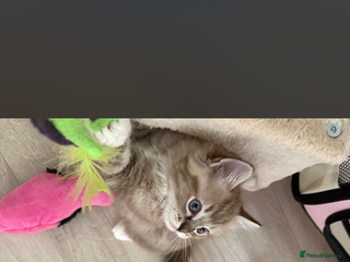 Ragdoll cats Seal Lynx Mink ragdoll - Advert 1