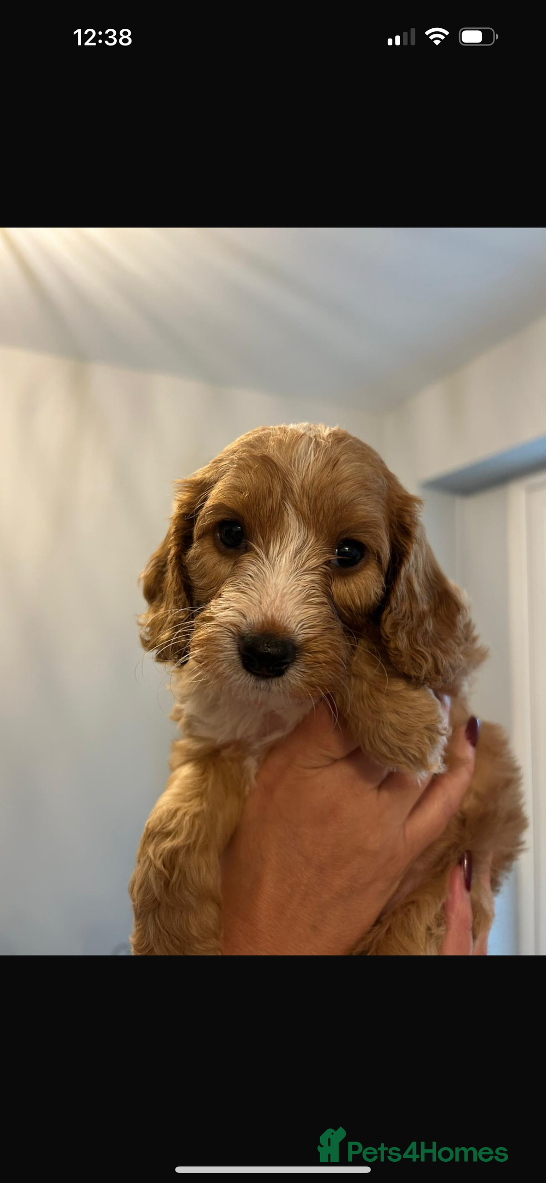 Cockapoo dogs for sale: Beautiful Cockapoos  - Image 6