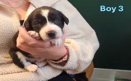 Sprollie dogs for sale: Sprollie Puppies - Image 11