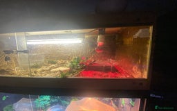 Milk Snake reptiles for sale: Pueblem milk snake  - Image 1