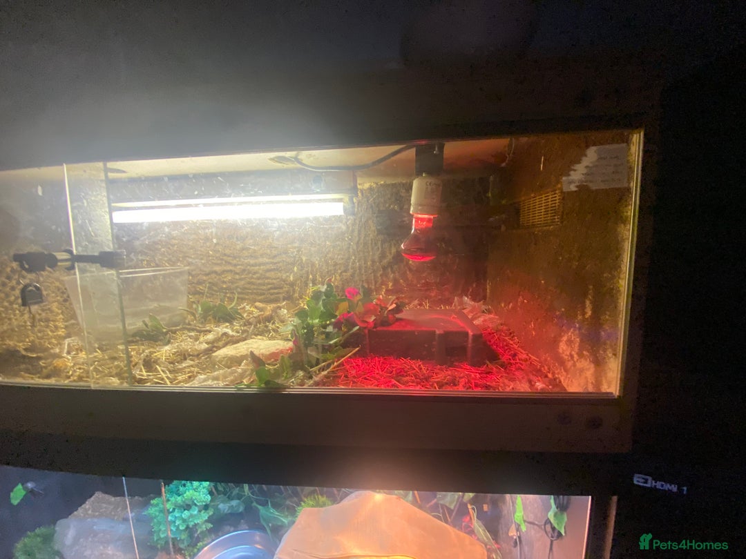 Milk Snake reptiles for sale: Pueblem milk snake  - Image 1