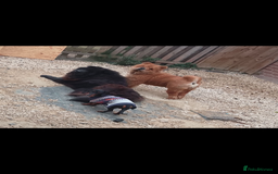 Dachshund dogs for sale: Dachshund male  for sale £500 - Advert 2