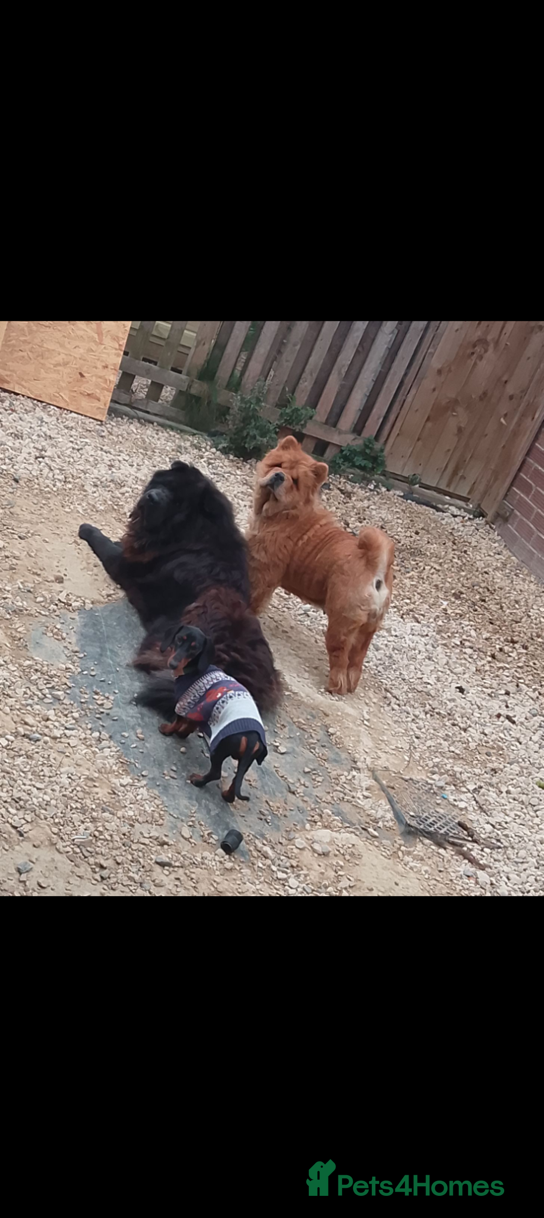 Dachshund dogs for sale: Dachshund male  for sale £500 - Advert 2