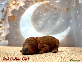 Cockapoo dogs 🌟Red F1BB Hypoallergenic DNA CLEAR Mini Cockapoos - Advert 17