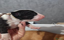 Bull Terrier dogs for sale: Stunning bull terrier pups - Image 14